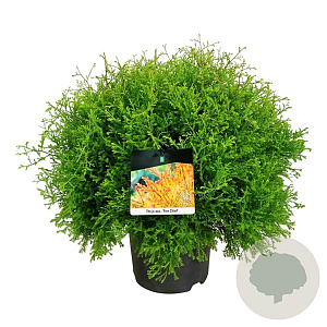 Thuja occ. Fire Chief 40-50 cm 6L