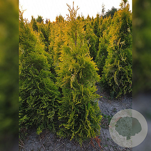 Thuja occ. 'Salland' 180-200 cm met kluit