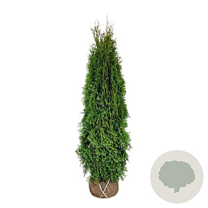Thuja occ. 'Smaragd' 160-180 cm met kluit extra