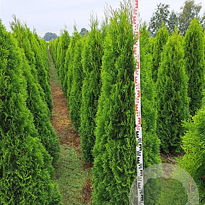 Thuja occ. 'Smaragd' 180-200 cm met kluit
