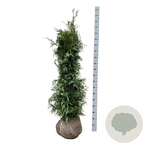 Thuja pl. 'Excelsa' 140-160 cm met kluit