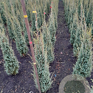 Juniperus comm. 'Sentinel' 80-100 cm met kluit