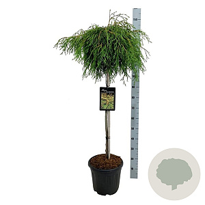 Thuja pl. 'Kager's Beauty' 100 cm stam 15L