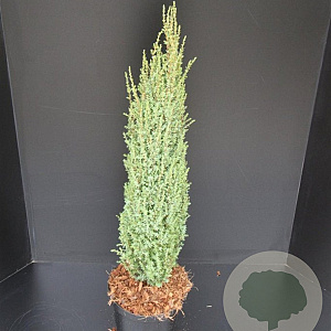 Juniperus comm. 'Sentinel' 80-100 cm 7,5L