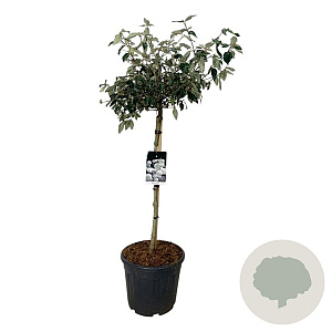 Viburnum 'Eskimo' 90 cm stam 30L