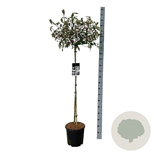 Viburnum 'Eskimo' 120 cm stam 15L