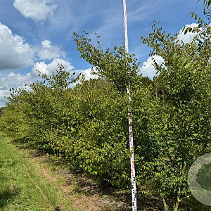 Zelkova serrata 350-400 cm draadkluit meerstammig op aanvraag