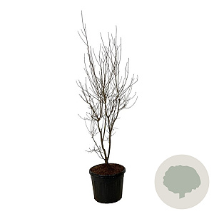 Cornus Aurora 225-250 cm cont. 90L Pir. op stam extra