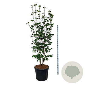 Cornus Aurora 225-250 cm cont. 90L Pir. op stam extra