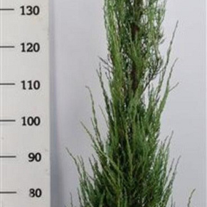 Juniperus s. 'Blue Arrow' 150-175 cm 15L