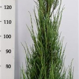 Juniperus s. 'Blue Arrow' 150-175 cm 15L