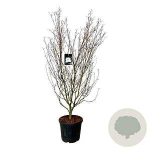 Cornus k. 'Cappucino' 200-225 cm cont. 55L extra