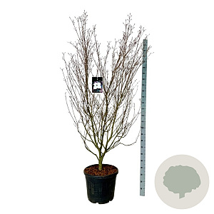 Cornus k. 'Cappucino' 200-225 cm cont. 55L extra