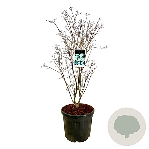 Cornus k. 'China Girl' 100-125 cm cont. 55L extra