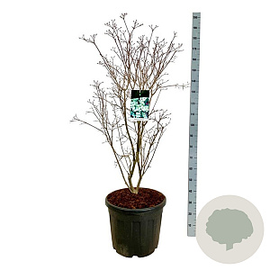 Cornus k. 'China Girl' 100-125 cm cont. 55L extra