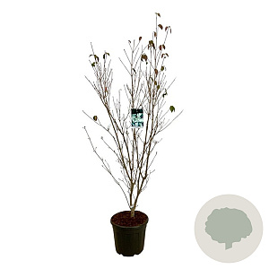 Cornus k. 'China Girl' 150-175 cm 30L extra