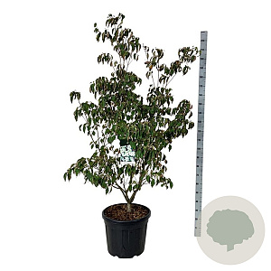 Cornus k. 'China Girl' 150-175 cm cont. 55L extra
