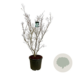 Cornus k. 'China Girl' 150-175 cm cont. 55L extra