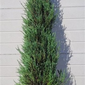 Juniperus s. 'Blue Arrow' 175-200 cm met kluit