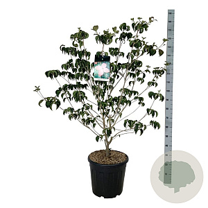 Cornus k. 'Satomi' 125-150 cm 30L extra