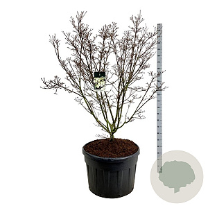 Cornus k. 'Schmetterling' 150-175 cm cont. 180L solitair