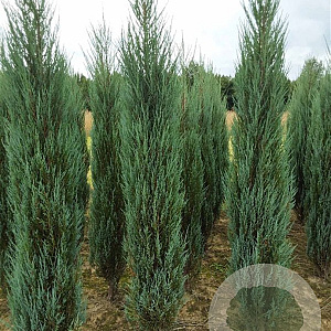 Juniperus s. 'Blue Arrow' 200-225 cm met kluit