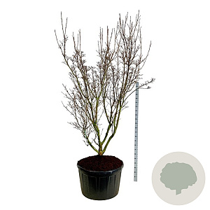 Cornus k. 'Schmetterling' 225-250 cm cont. 285L solitair