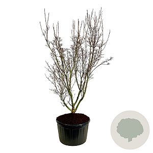 Cornus k. 'Schmetterling' 225-250 cm cont. 285L solitair