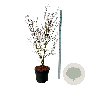 Cornus k. 'Teutonia' 170-200 cm cont. 55L extra