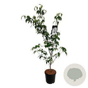 Cornus k. 'Weisse Fontaine' 150-175 cm 15L