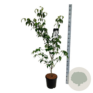 Cornus k. 'Weisse Fontaine' 150-175 cm 15L