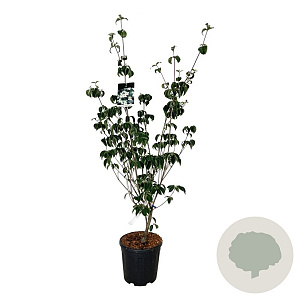Cornus k. 'Wieting's Select' 125-150 cm 15L