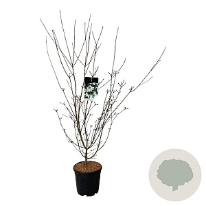 Cornus k. 'Wieting's Select' 125-150 cm 15L