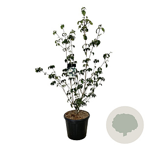 Cornus k. 'Wieting's Select' 125-150 cm 30L extra