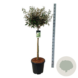 Elaeagnus ebb. 'Compacta' 90 cm stam 30L