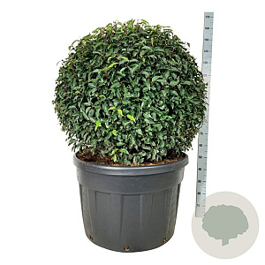 Prunus l. 'Angustifolia' 100 cm cont. 230L bol