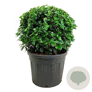 Prunus l. 'Ani' 80-90 cm cont. 90L bol extra