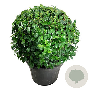 Prunus l. 'Ani' 80-90 cm cont. 90L bol extra