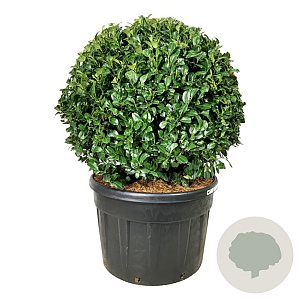 Prunus l. 'Ani' 100 cm cont. 230L bol