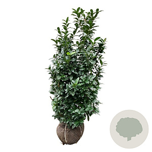 Prunus l. Bonaparte 150-175 cm met kluit extra