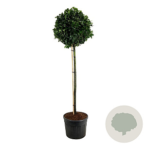 Prunus l. Etna 180 cm stam cont. 130L extra