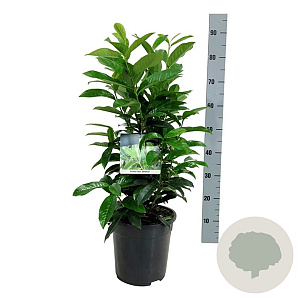 Prunus l. Genolia 50-60 cm 6L