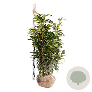 Prunus l. Genolia 80-100 cm met kluit extra