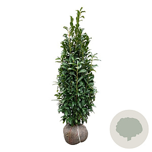 Prunus l. Genolia 150-175 cm met kluit extra