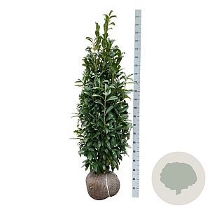 Prunus l. Genolia 150-175 cm met kluit extra