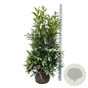 Prunus l. 'Herbergii' 125-150 cm met kluit extra