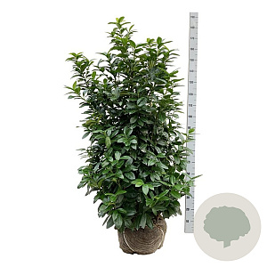 Prunus l. Kleopatra 150-175 cm met kluit extra