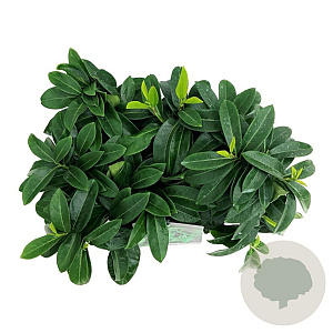 Prunus l. 'Mount Vernon' 40-60 cm 6,5L