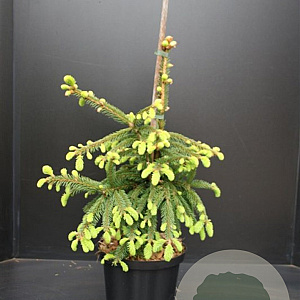 Picea a. 'Inversa' 40-50 cm 5,0L