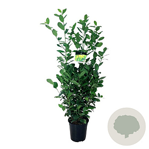 Prunus l. 'Obelisk' 80-100 cm 6L